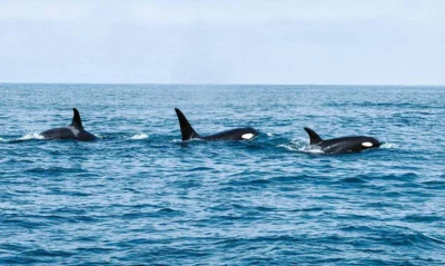 Фото 2. Наши — на Камчатке