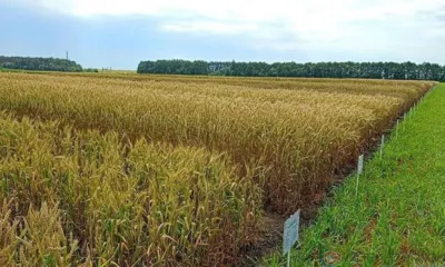 Ярмарка сортов и гибридов зерновых культур прошла в Орловской области