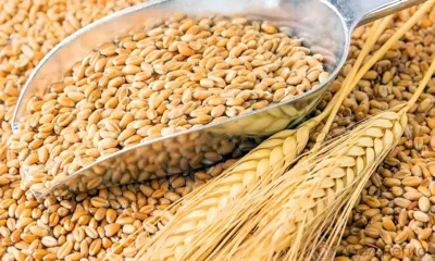 Декларация на партию орловской пшеницы признана недействительной