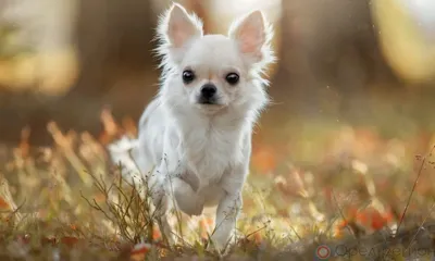 Желание купить щенка по объявлению лишило орловчанку 8 тысяч рублей