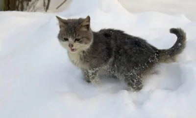 Орловцев предупредили о дожде с мокрым снегом и гололедице