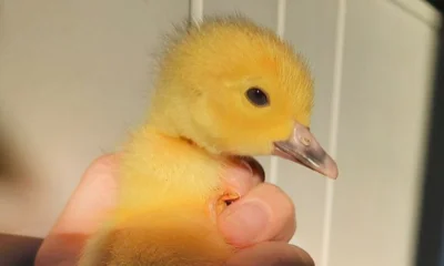 Орловцы могут получить от 3 до 30 млн рублей на развитие фермерского хозяйства