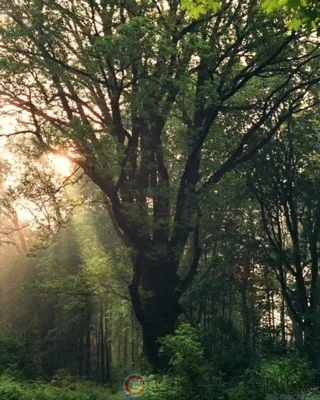 В Спасском-Лутовинове состоится подведение итогов национального конкурса «Российское дерево года»