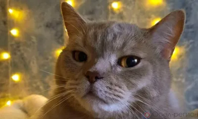 В Северном районе Орла шесть домов временно остались без электричества