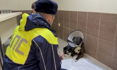 Фото 1. Орловские полицейские нашли хозяйку для спасённой собаки