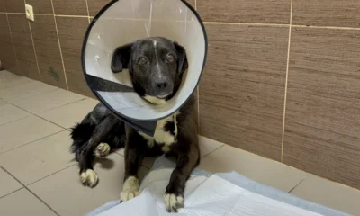 Орловские полицейские нашли хозяйку для спасённой собаки