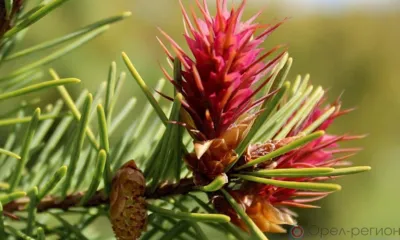 В Новодеревеньковском районе высадили 200 вечнозелёных хвойных деревьев