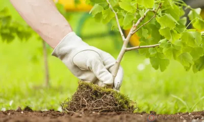 В Покровском районе взамен вырубленным деревьям высадят новые