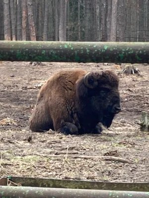 Фото 1. Орловцы смогут наблюдать за поведением зубров в онлайн-режиме