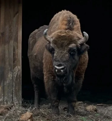 Орловцы смогут наблюдать за поведением зубров в онлайн-режиме