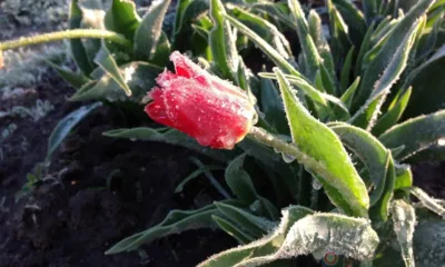 7 и 8 мая на Орловщину могут прийти заморозки