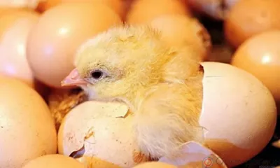 В Орловскую область ввезли очередную партию инкубационных яиц из Чехии