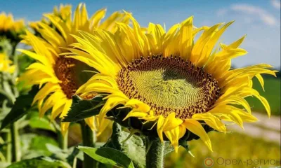 На рынке в Свердловском районе торговали непроверенными товарами