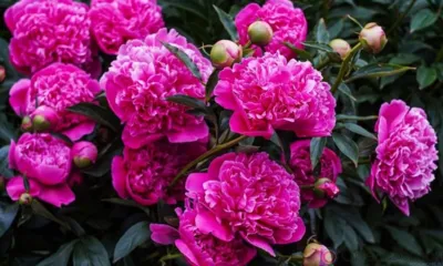 В Орле пройдёт выставка коллекционных пионов и ирисов