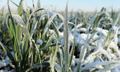 В АПК Орловской области введён режим ЧС