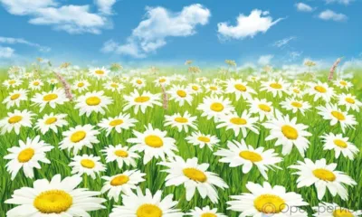 Сегодня - День семьи, любви и верности