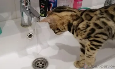 Во вторник в доме №4 по ул. Ленина в Орле отключат воду