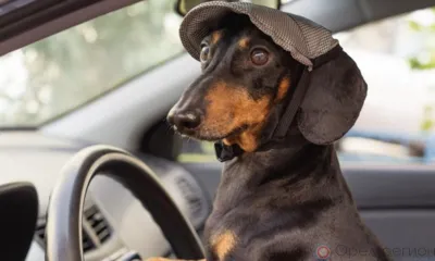 Орловцам до 9 декабря ограничат движение по ул. Спивака