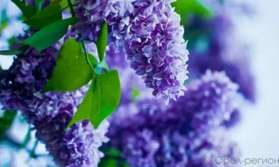 Глазуновский фермер второй год выращивает рассаду ягодных и декоративных культур методом микроклонального размножения