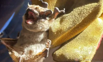 В Орле спасатели вызволили из квартир летучих мышей