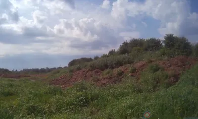 Орловский суд обязал мужчину избавиться от сорняков на участке и убрать свалку