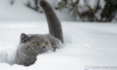 В ближайшие дни Орловщину накроют снегопады