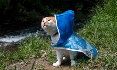 Орловцев в ближайшие дни ждёт дождливая прохладная погода