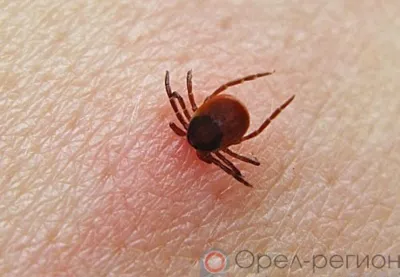 В Орловской области в 2021 году четырёх человек укусили клещи