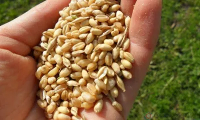 Орловский предприниматель засеял 45 га непроверенными семенами