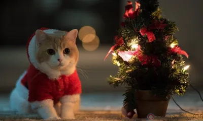 МЧС напоминает орловцам о безопасности в новогодние праздники