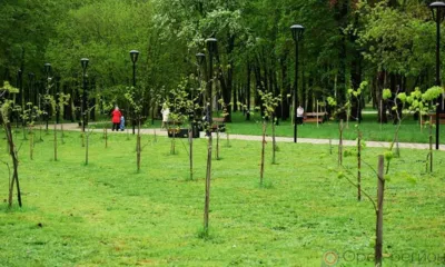 В Орле парк Победы обрабатывают от клещей