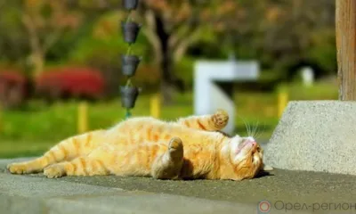 Орловцев снова ожидает 30-градусная жара