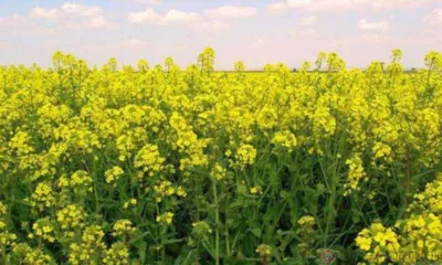 В 2022 году Орловской области выделено более 116 млн рублей на стимулирование производства масличных культур