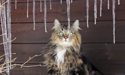 После дождя на Орловщину вновь придут морозы