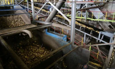 Сахарными заводами Орловщины заготовлено более 1 млн тонн сахарной свёклы