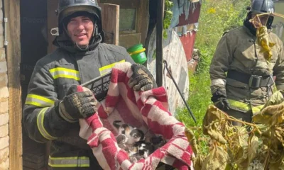 На Орловщине при пожаре спасли шестерых котят