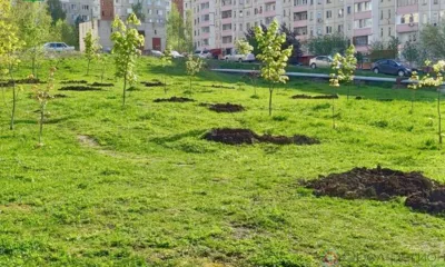 «Спецавтобаза» продолжает компенсационную высадку деревьев в Орле