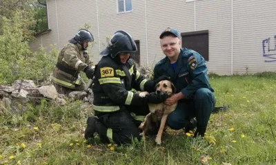 Мценскими пожарными спасён очередной пёс