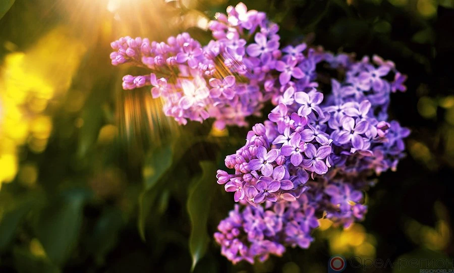 Для орловцев 21 мая пройдёт Фестиваль цветущей сирени