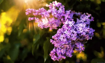 Для орловцев 21 мая пройдёт Фестиваль цветущей сирени