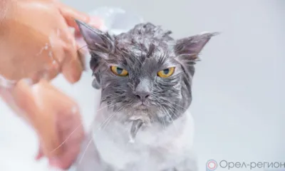 Часть Заводского района Орла сегодня снова останется без горячей воды