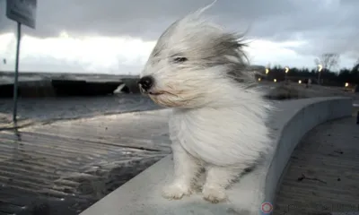 Орловцев предупреждают об усилении ветра