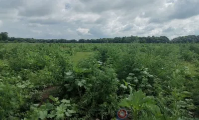В Должанском районе уничтожили поле дикорастущей конопли