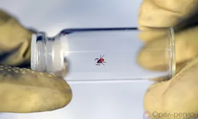 Более тысячи орловцев пострадали от укусов клещей