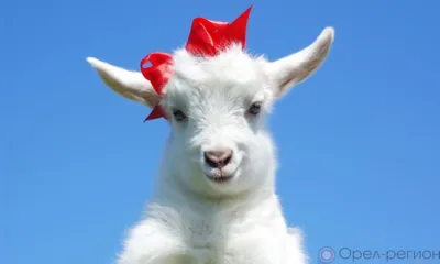 Орловские пожарные спасли из горящего сарая козу