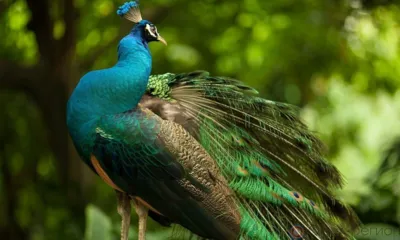 В Ливенском парке появятся павлины