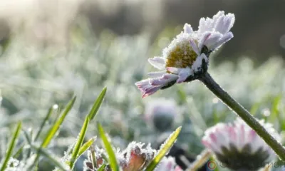 МЧС снова предупреждает орловцев о заморозках