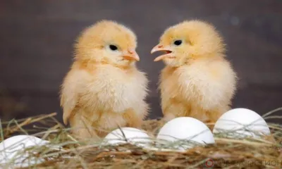 В Орловскую область ввезли ещё 123 тысячи инкубационных яиц из Чехии