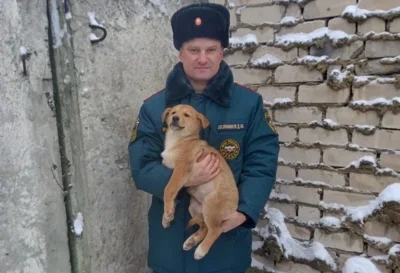 Фото 1. Двое рыжих щенков дождались помощи орловских спасателей