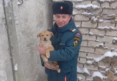 Фото 2. Двое рыжих щенков дождались помощи орловских спасателей